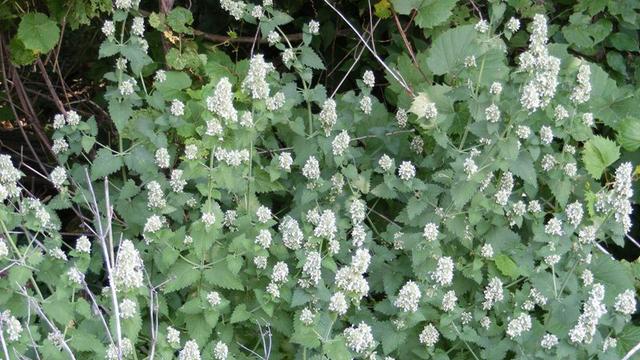 Mengenal Catnip, Tanaman Kelemahan Kucing, Bisa Kurangi Kecemasan